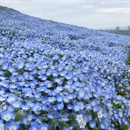 国営ひたち海浜公園