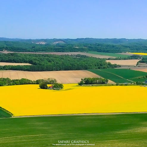 北のなのはな会・安平町の菜の花畑