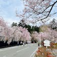 角館の桜です🌸
今週末が見頃ですね！