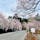 角館の桜です🌸
今週末が見頃ですね！