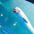 2021.4.14 in 島根 アクアス

西日本で唯一シロイルカが見れる水族館！！体長4mもあるらしい！