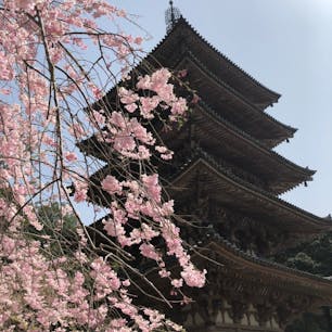 醍醐寺〜🌸
しだれ桜は終わってましたが、とってもピンクが鮮やかで綺麗でした〜☺️