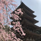 醍醐寺〜🌸
しだれ桜は終わってましたが、とってもピンクが鮮やかで綺麗でした〜☺️