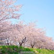 余市川の両岸に5kmに渡ってソメイヨシノが咲く「余市川桜づつみ」。ニッカウヰスキーや春の雪渓などと一緒に鑑賞することができる、比較的穴場の桜の名所です🌸この写真は数年前に撮影した葉桜になりかけの頃のものですが、うまく満開にタイミングを合わせられたらとっても見応えがあるスポットです！#北海道 #余市 #余市川桜づつみ