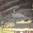 豊国神社国宝唐門(京都三唐門)
写真の鶴は左甚五郎の作と云われていますが、昔は豊国神社で説明して居ましたが、現在はして居ませんね😰

#サント船長の写真　#唐門　#京都　#京都三大唐門