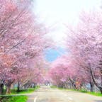 約1000本のエゾヤマザクラが3kmに渡って続く浦河の優駿さくらロード。道路の幅が狭く並木が桜のトンネルになるので、写真映え抜群のスポットです！夜はライトアップにより夜桜を楽しむことも🌸近くには樹齢80年のオバケ桜と呼ばれる一本桜も咲いています！#北海道 #浦河 #優駿さくらロード