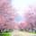 約1000本のエゾヤマザクラが3kmに渡って続く浦河の優駿さくらロード。道路の幅が狭く並木が桜のトンネルになるので、写真映え抜群のスポットです！夜はライトアップにより夜桜を楽しむことも🌸近くには樹齢80年のオバケ桜と呼ばれる一本桜も咲いています！#北海道 #浦河 #優駿さくらロード
