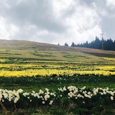 2021.4.18
夢の平
秋のコスモス畑が有名だけど
春の水仙畑も綺麗
見頃は５月かな…