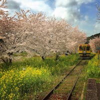 春の房総、いすみ鉄道の総元(ふさもと)駅。鉄道ファンには人気のラインで、毎年春には大勢の観光客が訪れます。