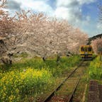 春の房総、いすみ鉄道の総元(ふさもと)駅。鉄道ファンには人気のラインで、毎年春には大勢の観光客が訪れます。
