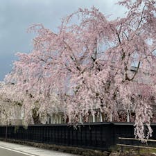 角館武家屋敷🌸