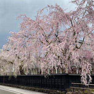 角館武家屋敷🌸