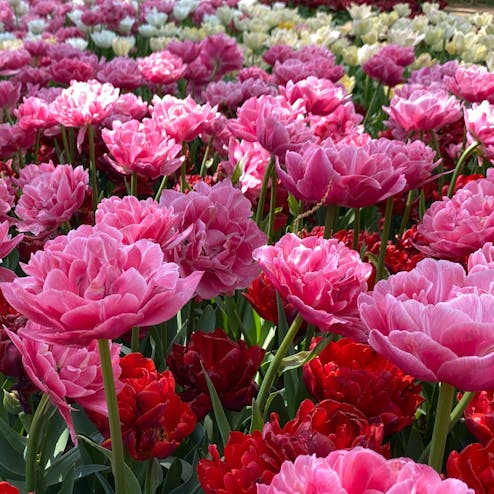 国営ひたち海浜公園