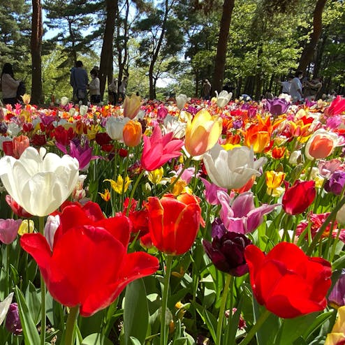 国営ひたち海浜公園