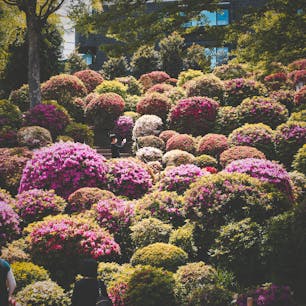 根津神社つつじ祭り