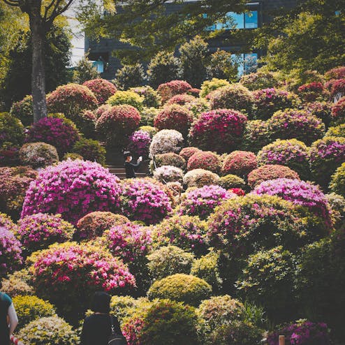 根津神社 つつじまつり