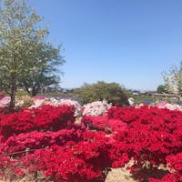 館林つつじが岡公園
色とりどりのつつじが咲いています
周辺の公園にはアスレチックがあり、季節には大量の鯉のぼりが川の上に並びます