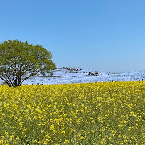 国営ひたち海浜公園
