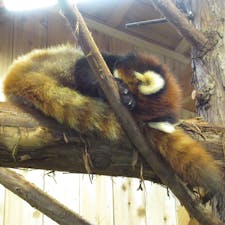 伊豆シャボテン動物公園のレッサーパンダは、お昼寝中でした。うわー、気持ち良さそう❣️