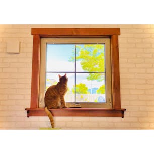 #保護ねこcafe

#愛知
#豊川