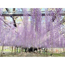 園内は大藤だけでなく、沢山の立派な藤が綺麗に咲いていました。