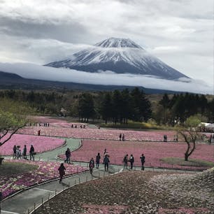 富士芝桜まつり
晴れていれば富士山と芝桜のコラボが見れます
曇りだったけど一瞬富士山見れました