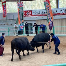 モーモードーム
牛付き観戦