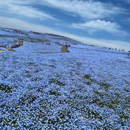 国営ひたち海浜公園
