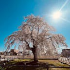 ようやく桜の季節になった北海道🌸
北斗市法亀寺の樹齢300年といわれるしだれ桜
圧巻です✨
