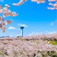 ようやく訪れた北海道の春🌸

函館市五稜郭公園は見渡す限り桜の森
青空と鳥の声に癒されました