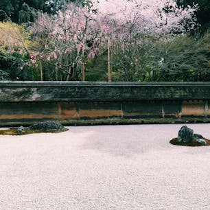 数年前の桜の時期🌸