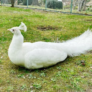 弘前城植物園にいた白い孔雀