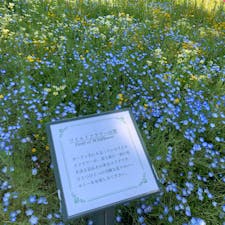 名古屋港ワイルドフラワーガーデン ブルーボネット
#202105 #s愛知