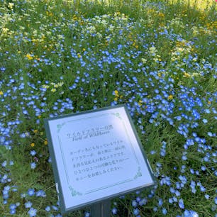 名古屋港ワイルドフラワーガーデン ブルーボネット
#202105 #s愛知