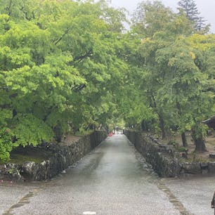 興聖寺

此処は興聖寺の琴坂で紅葉🍁で有名ですが、緑の5月も良いですね🤗
2021年5月GWの最中ですが、コロナ禍でご覧の通りです。

#サント船長の写真