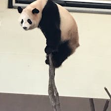 和歌山アドベンチャーワールド
可愛いパンダや動物がたくさん
パンダ好きには時間が足りません…！