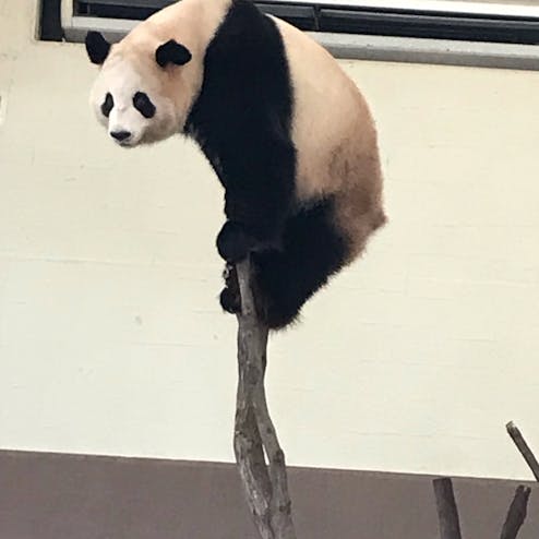 アドベンチャーワールド