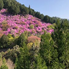 西明寺

裏山には山ツツジが見事です。

#サント船長の写真　#京都