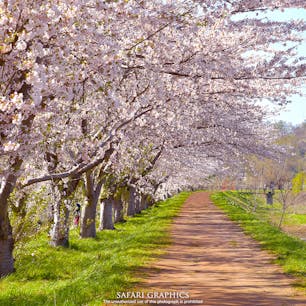 余市川の両岸に5kmに渡ってソメイヨシノが咲く「余市川桜づつみ」。ニッカウヰスキーや春の雪渓などと一緒に鑑賞することができる、比較的穴場の桜の名所です。JR余市駅から徒歩で行くことができるのも魅力的なスポットです！#北海道 #余市 #余市川桜づつみ