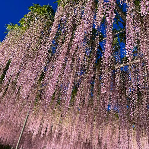 あしかがフラワーパーク