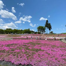 埼玉秩父の羊山公園の芝桜。