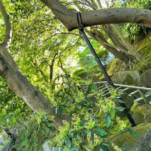 #鎌倉#報国寺#自然#癒し#新緑