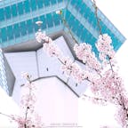 北海道随一の桜の名所、函館五稜郭。道内で最も早く桜前線が上陸する函館の桜は特に人気で、道内外から多くの観光客が訪れます。タワーの展望台から見ると、西洋の城塞都市を参考に造られた美しい星形城郭であることがよくわかります。例年だと4月下旬から5月上旬頃が見頃となります。#北海道 #函館 #五稜郭タワー