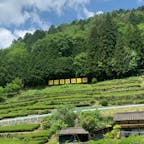 白川茶発祥の地 東白川村
#202105 #s岐阜