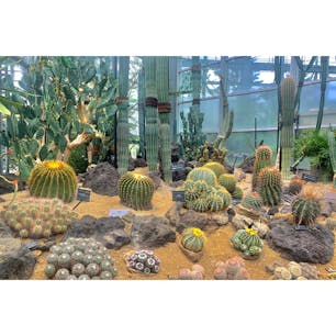 #咲くやこの花館
#植物園
#サボテン