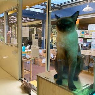 チコのバーンメオ(猫の家)
店内でお買い物をすると高貴なシャムねこさん達と戯れる事が出来る。