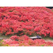 ☝︎大和葛城山のつつじ