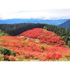 ☝︎大和葛城山のつつじ
