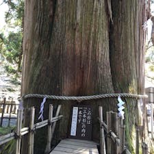 一本の杉の木がなぜか分かれたようです。樹齢800年　御神木ですね。