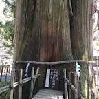 一本の杉の木がなぜか分かれたようです。樹齢800年　御神木ですね。